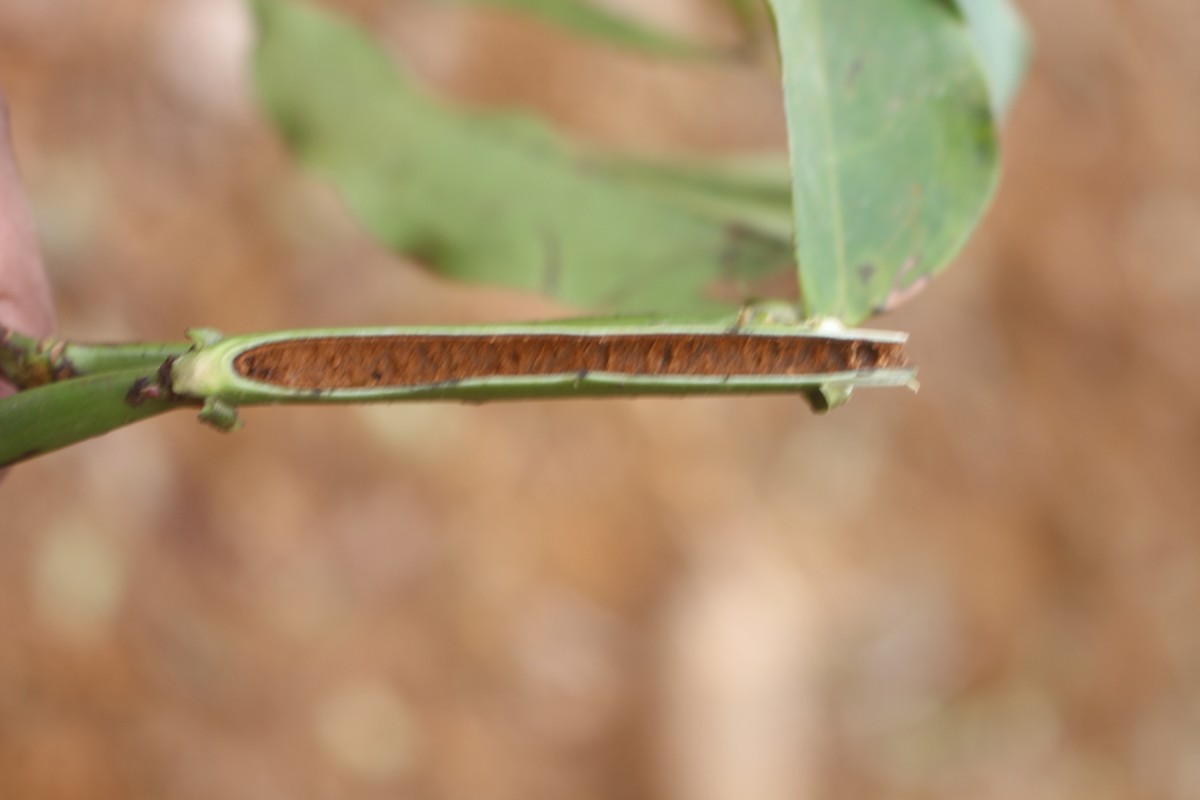 Humboldtia laurifolia Vahl